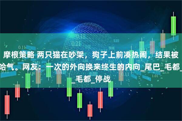 摩根策略 两只猫在吵架，狗子上前凑热闹，结果被猫咪哈气。网友：一次的外向换来终生的内向_尾巴_毛都_停战