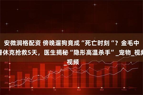 安微润格配资 傍晚遛狗竟成“死亡时刻“？金毛中暑休克抢救5天，医生揭秘“隐形高温杀手”_宠物_视频